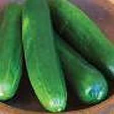 Tasty Green Burpless Cucumber